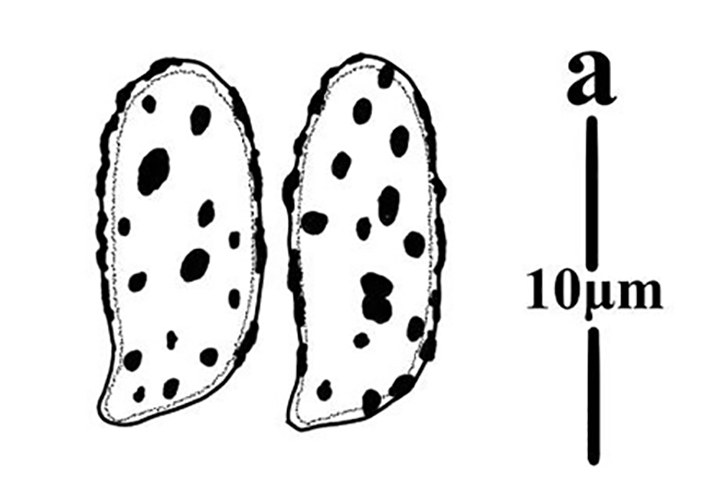 Figure 60